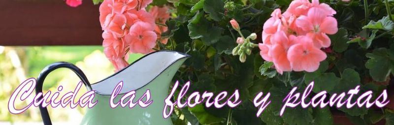 consejos sobre flores y plantas